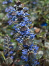 Ajuga reptans 'Catlins Giant'